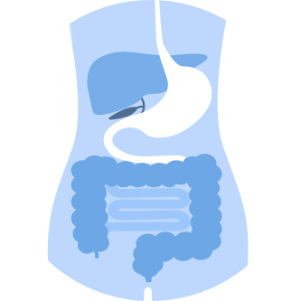 胃と腸を示す消化器内科のイラスト画像