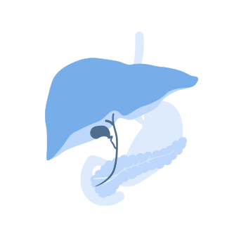 肝臓を示す肝臓内科のイラスト画像