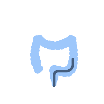 大腸の形を示す大腸内視鏡検査のイラスト画像